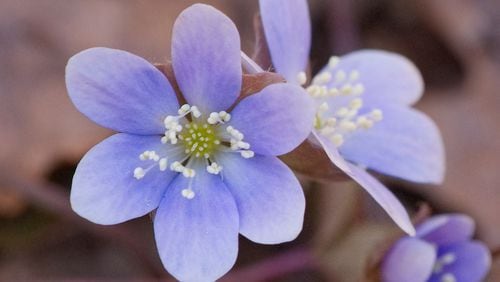 Round-lobed hepatica (shown here) is considered to be the first native wildflower to bloom in Georgia each year, usually flowering in early January. Hepatica has certain features that protect it from the cold and enable it to make food through photosynthesis in winter. DON HUNTER