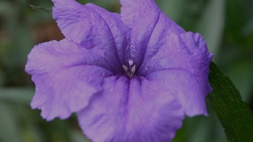 Though the flowers are pretty on all forms of Mexican petunia, choose the non-invasive types. WALTER REEVES