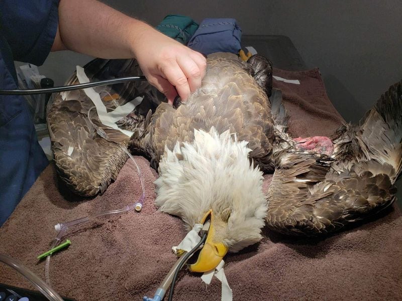 AWARE veterinarian Dr. Holly Burchfield performed surgery the day after capture to repair the eagle’s broken humerus.
(Courtesy of AWARE Wildlife Center)
