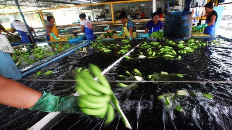 Workers sort freshly picked bananas for packing and export, at a farm in Ciudad Hidalgo, Chiapas state, Mexico, Friday, May 31 2019. If the tariffs threatened by United States President Donald Trump on Thursday were to take effect, Americans may see higher prices in grocery stores. The U.S. imports $12 billion of fresh fruits and vegetables from Mexico.