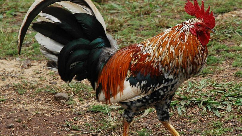 Eleven roosters were found dead in north Georgia after police broke up a cockfighting ring. (File photo)