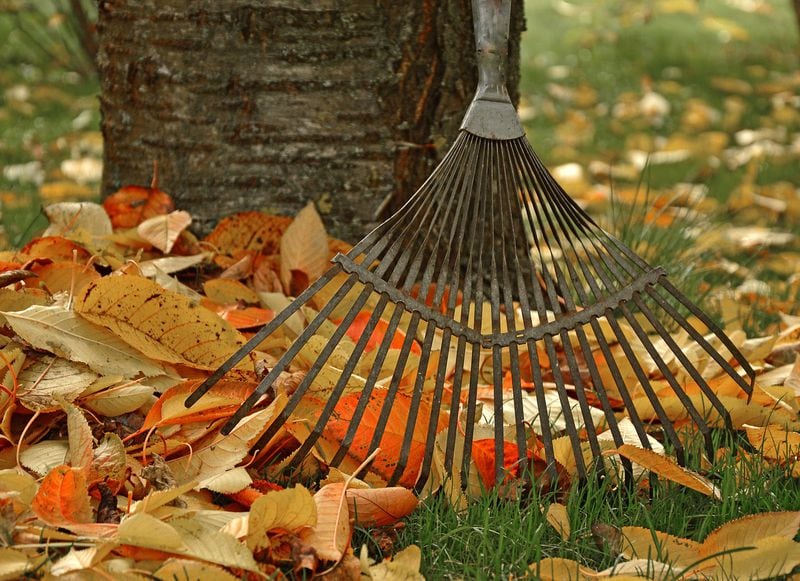 Many critters rely on fallen leaves to get through the winter.