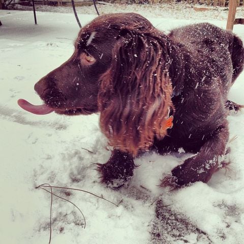 Trying to catch some snow on his tongue! #mooseisasillygoose #helovesthesnow #boykinspaniel -- @kelsey0marie