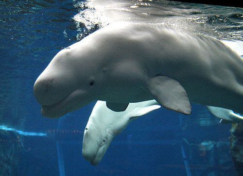 Belugas return to aquarium