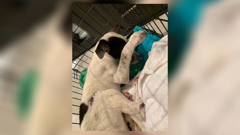 Elle Heaton said the 13-week-old dog was likely thrown from a moving vehicle after being abused for weeks.