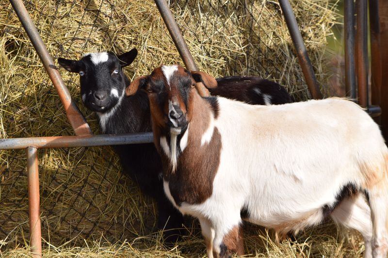 Sheldon (L) was kicked in the head by another animal as a baby (assumed) and has always had issues since. Little Bear (R) is special needs. They cast his legs and he was able to get out of the casts after a month or so. He walks a little funny but is a favorite of the goats at the farm.