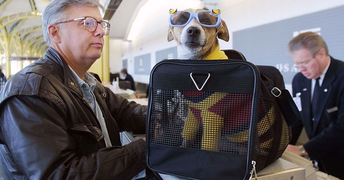 Your guide to airline pet policy: American, Southwest, Delta, United