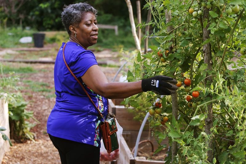 July 17, 2019 Atlanta- Rosemary Griffin harvests tomatoes at the Atlanta Food Forest on Wednesday, July 17, 2019. The Atlanta Food Forest covers is a seven acre public park and garden near the Lakewood Fairgrounds and Browns Mill Golf Course. The food forest is the first in Georgia and the largest in the United States. Christina Matacotta/Christina.Matacotta@ajc.com