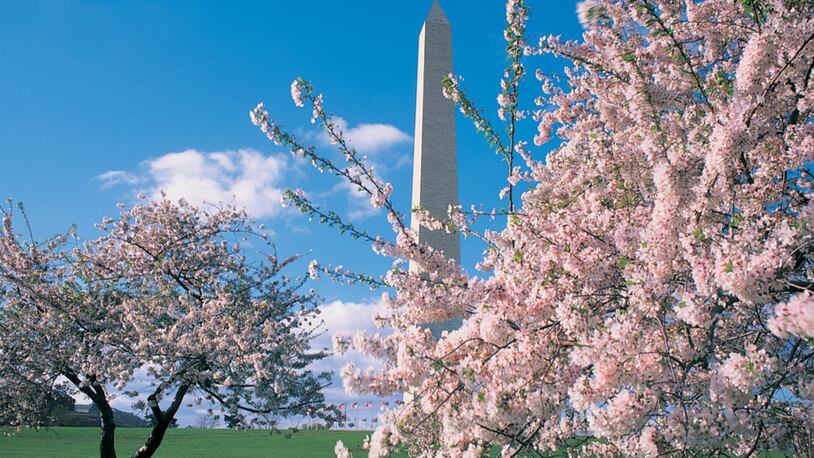 DC National Cherry Blossom Festival 2017: First timer's guide