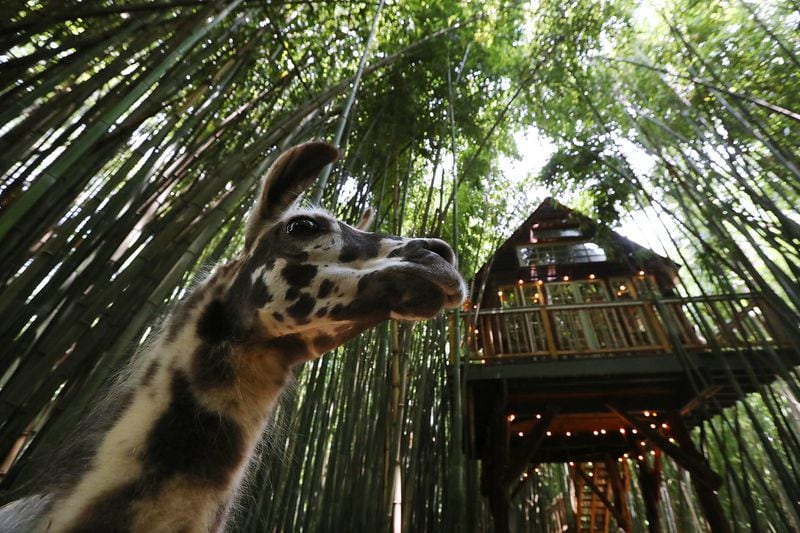A llama named Figgy wonders through the bamboo forest beneath the alpaca treehouse at Kara O’Brien’s Airbnb property in Atlanta. Curtis Compton/ccompton@ajc.com