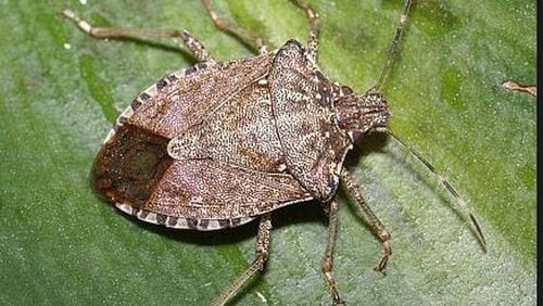 Brown marmorated stinkbugs gather on warm house siding in winter and wander about. Many will be found indoors if you have cracks through which they can crawl.
