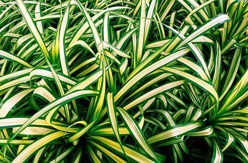 A houseplant that's hard to kill, spider plants also fight carbon monoxide.