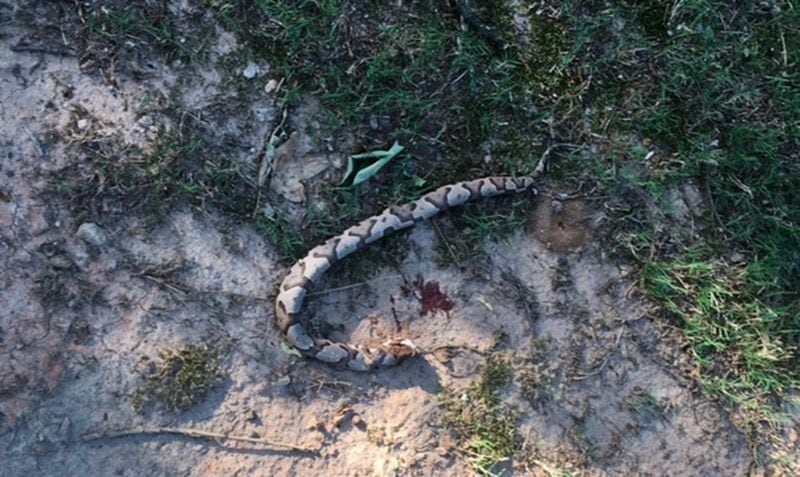 Billy Jenkins of Buford found and killed the copperhead that bit his pet, Piper. Experts advise people not to confront a snake. CONTRIBUTED