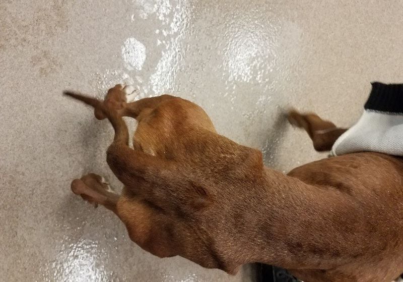 The dog was extremely malnourished. (Photo: DeKalb County Police Department)