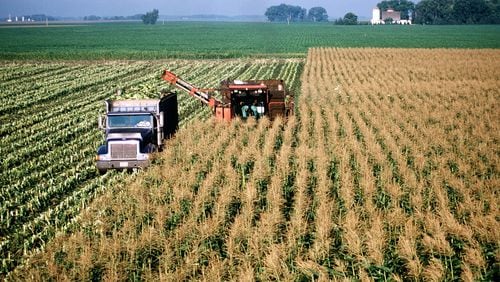 In this 2002 file image, corn is harvested on a large commercial farm near Hector, Minn. (Bob Fila/Chicago Tribune/TNS)