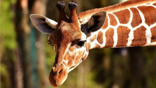A giraffe at the Kansas City Zoo suffered a fatal spinal injury Wednesday.