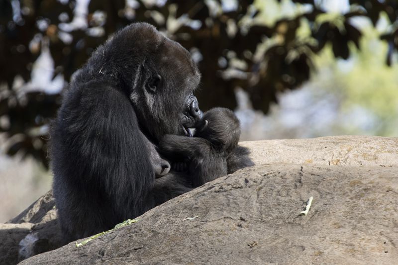 Mama Kudzoo gives Mijadala, Zoo Atlanta's newest infant female gorilla, a kiss.