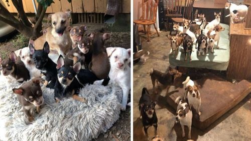 Noah's Ark Animal Sanctuary in Locust Grove rescued more than 180 Chihuahua-breed dogs with the help of law enforcement from a property in Butts County.