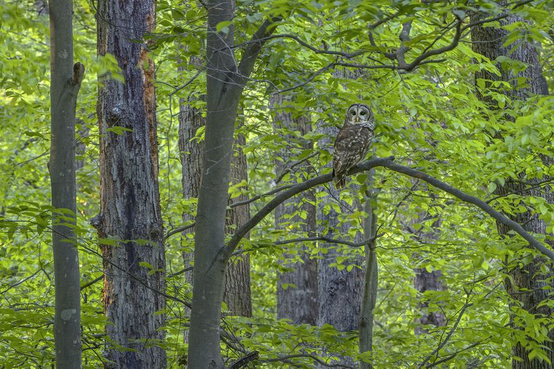 "Barred Owl" from Peter Essick's book "Fernbank Forest."
Courtesy of Peter Essick