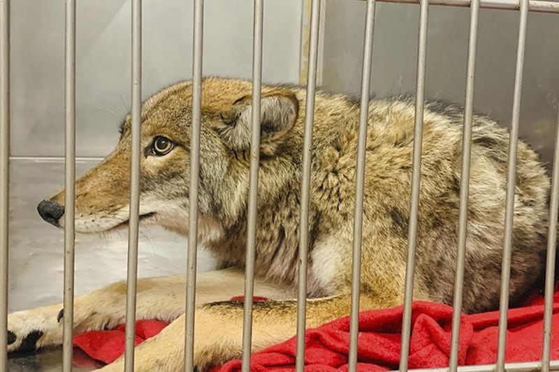 An injured coyote after it was successfully located and safely darted with a tranquilizer after reportedly attacking a 6-year-old boy in Chicago on January 8.