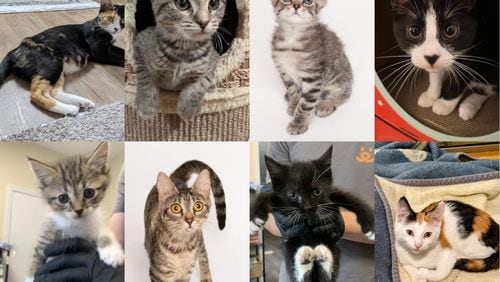 Best Friends Animal Society will host an adoption event for cats Saturday in Marietta. (Photos provided by Best Friends Animal Society)