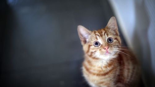 Cobb County is offering free kitten adoption through June.