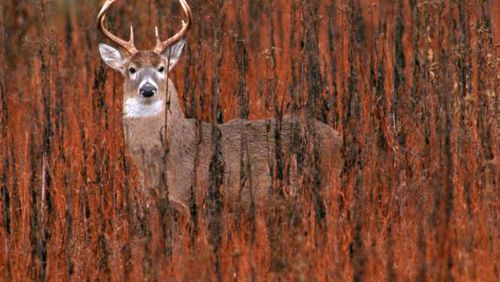 A plan to cull deer at the Whitewater Creek Country Club subdivision in Fayette County has drawn opposition from some residents. File Photo.