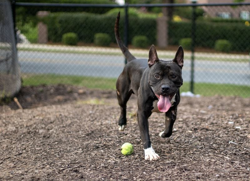 Johnny was born in the DeKalb County Animal Shelter as part of a court case. He eventually began to show signs of kennel stress and was ultimately euthanized.