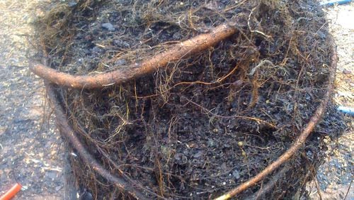 Roots that circle inside a pot can become problematic in a few years. PHOTO CREDIT: Walter Reeves