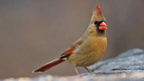 The Northern cardinal is one of few songbird species in which both the male and female (shown here) sing. In most songbird species, only the male sings. (Courtesy of Matt MacGillivray/Creative Commons)