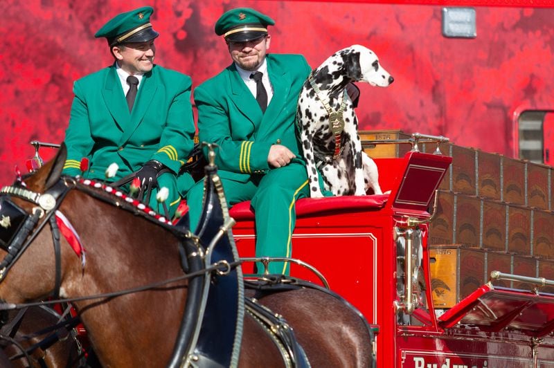 Budweiser Clydesdale drivers sit in the wagon with their one-year-old Dalmation Merri, in Buckhead Feb. 1, 2018. (STEVE SCHAEFER / SPECIAL TO THE AJC)