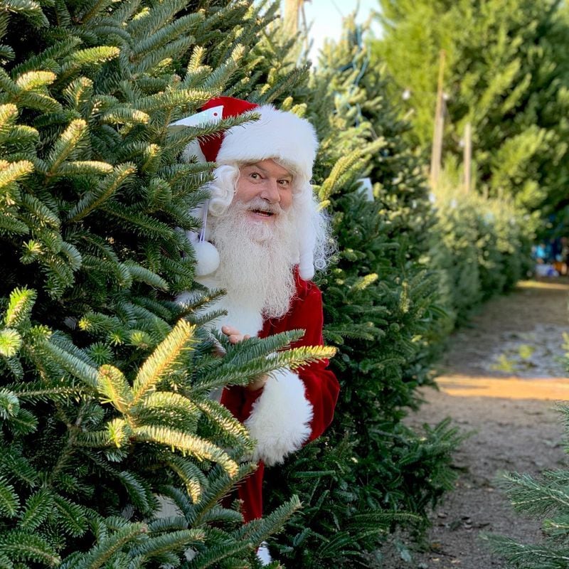 Find lots of festive fun at the Yule Forest farm.
Courtesy of Yule Forest