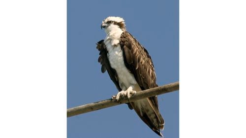 The osprey, also known as the fish hawk, is one of Georgia's big raptors that begin breeding in December. (Courtesy of Michael L. Baird/Creative Commons)