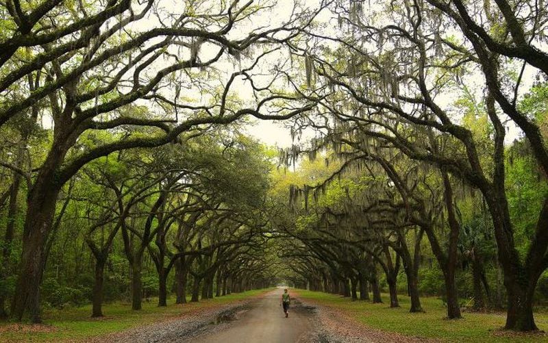 The Historic Effingham-Ebenezer Scenic Byway