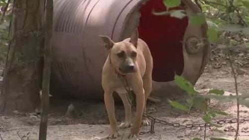 Officials in Polk County discovered more than 100 dogs as part of an animal-cruelty investigation. (Credit: Channel 2 Action News)