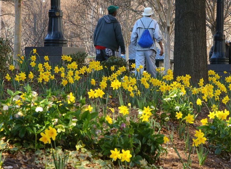 Visitors to Woodruff Park pass by some of the 20,000 blooms as part of the international efforts of the Daffodil Project to create a living Holocaust Memorial.
