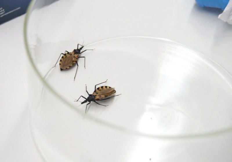 Triatomine bugs, known as "kissing bugs"