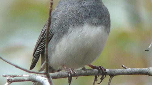The dark-eyed junco (male shown here) is a species of sparrow that is one of Georgia’s most common yard birds in fall and winter. Scientists have accumulated a large store of data on bird behavior and ecology from studies of juncos. KEN THOMAS / WIKIPEDIA COMMONS