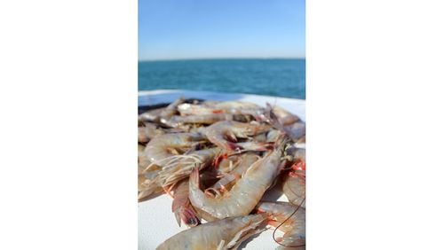 Over two-thirds of the shrimp harvested in the United States comes from the Gulf of Mexico, such as the shrimp shown here. Courtesy of Coastal Mississippi