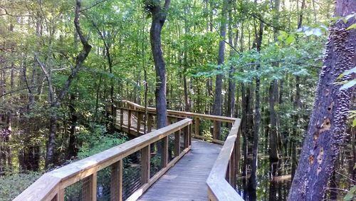 The 2.4-mile Boardwalk Loop Trail gives you the best overview at Congaree National Park. The park, which is located outside Columbia, S.C., protects the largest stand of old-growth floodplain forest left in the U.S. CONTRIBUTED BY BLAKE GUTHRIE
