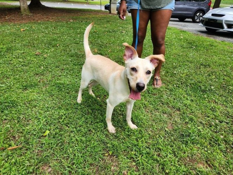 Ariel is a frisky 10-month-old foster pup of the AJC's Maya T. Prabhu. And she's ready to be your Dog of the Day. (Courtesy photo)