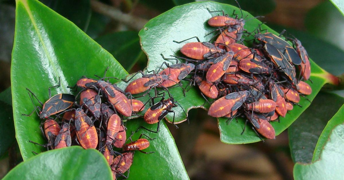 Pesticides aren't needed to manage boxelder bugs