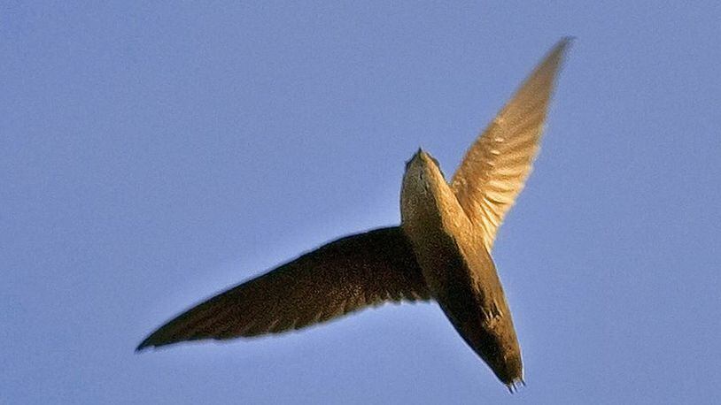 Known as “flying cigars” because of their sleek shapes, chimney swifts have come to rely almost totally on man-made structures like fireplace chimneys, airshafts and abandoned buildings for nesting sites and shelter. JIM MCCULLOUCH/CREATIVE COMMONS