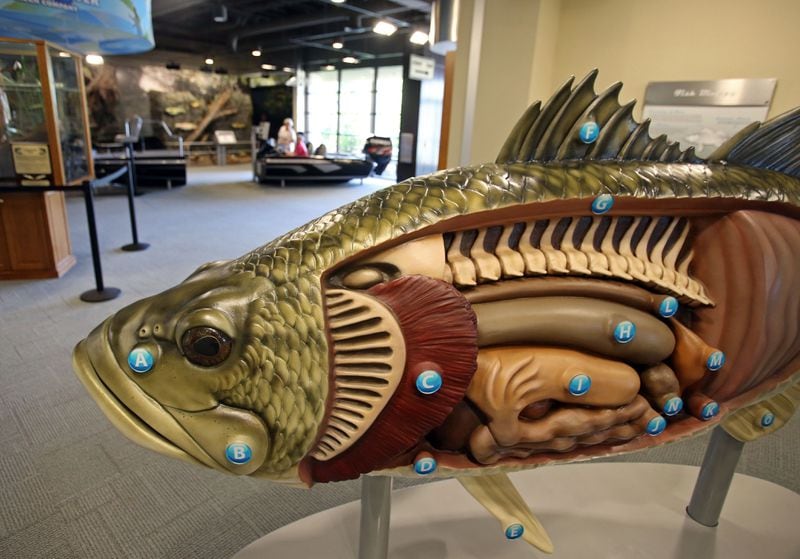 A large-scale replica of a large mouth bass shows the inside and outside of the fish at the Go Fish Center . JASON GETZ / JGETZ@AJC.COM