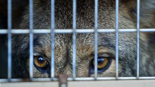 A coyote awaiting release back into the wild is pictured in this November 2003 photo.