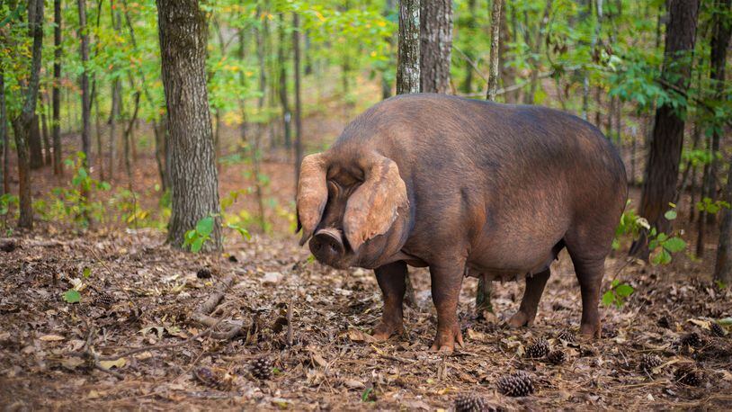The hogs on Frolona Farm live as they would in the wild, in well-shaded woods where they can grub around the roots for insects and nuts. (Photo credit: Kate Blohm)