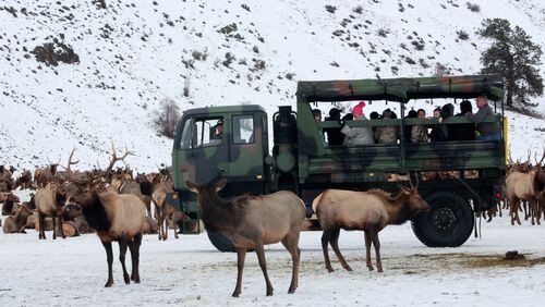 A military surplus truck carrying visitors joins the elk on January 21, 2017, at the Oak Creek Wildlife Area in Yakima County, Wash. (Evan Bush/Seattle Times/TNS)