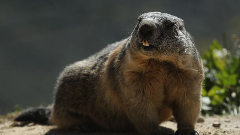An alpine marmot stands near a parking lot in Switzerland. A similar species of marmot is believed to have caused the deaths of a Mongolian couple who ate the raw meat of a rodent infected by the plague.