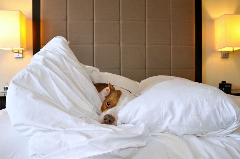 Loews Hotels touts itself as "the first national hotel chain to launch a pet program.”