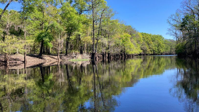 The blackwater of Ebenezer Creek creating stunning reflections. (Photo Courtesy of Josephine Johnson/Savannah Morning News)